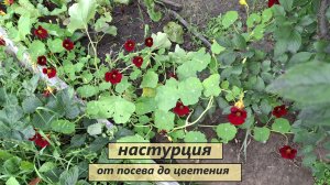 Настурция "Махагон" от посева до цветения.