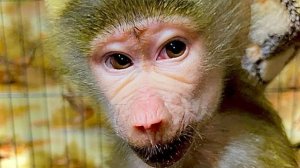 У Жорика будет НОВЫЙ ДОМ! Я вернулась из Сказки, Люська и Жорик рады)))