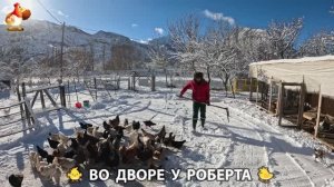 Содержание кур в домашних условиях и других птиц во дворе у Роберта 🐣🐤🦆🐔🪿🦃 (406)