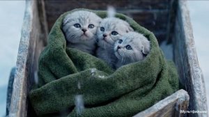 Мультфильмы. Пингвин спас кота с маленькими котятами. Мультфильмы про котиков.