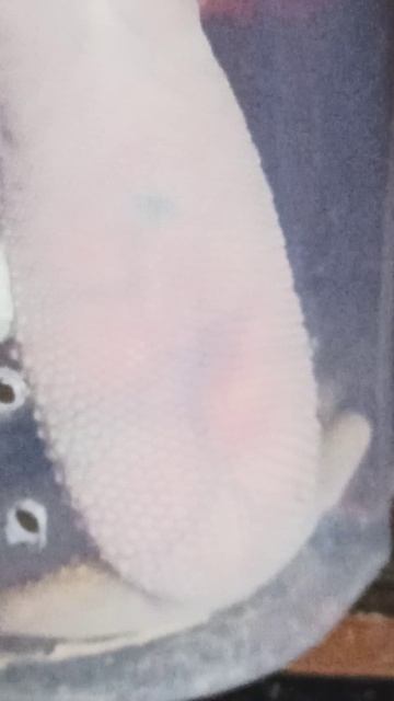 Овуляция страшная вещь... смотреть онлайн