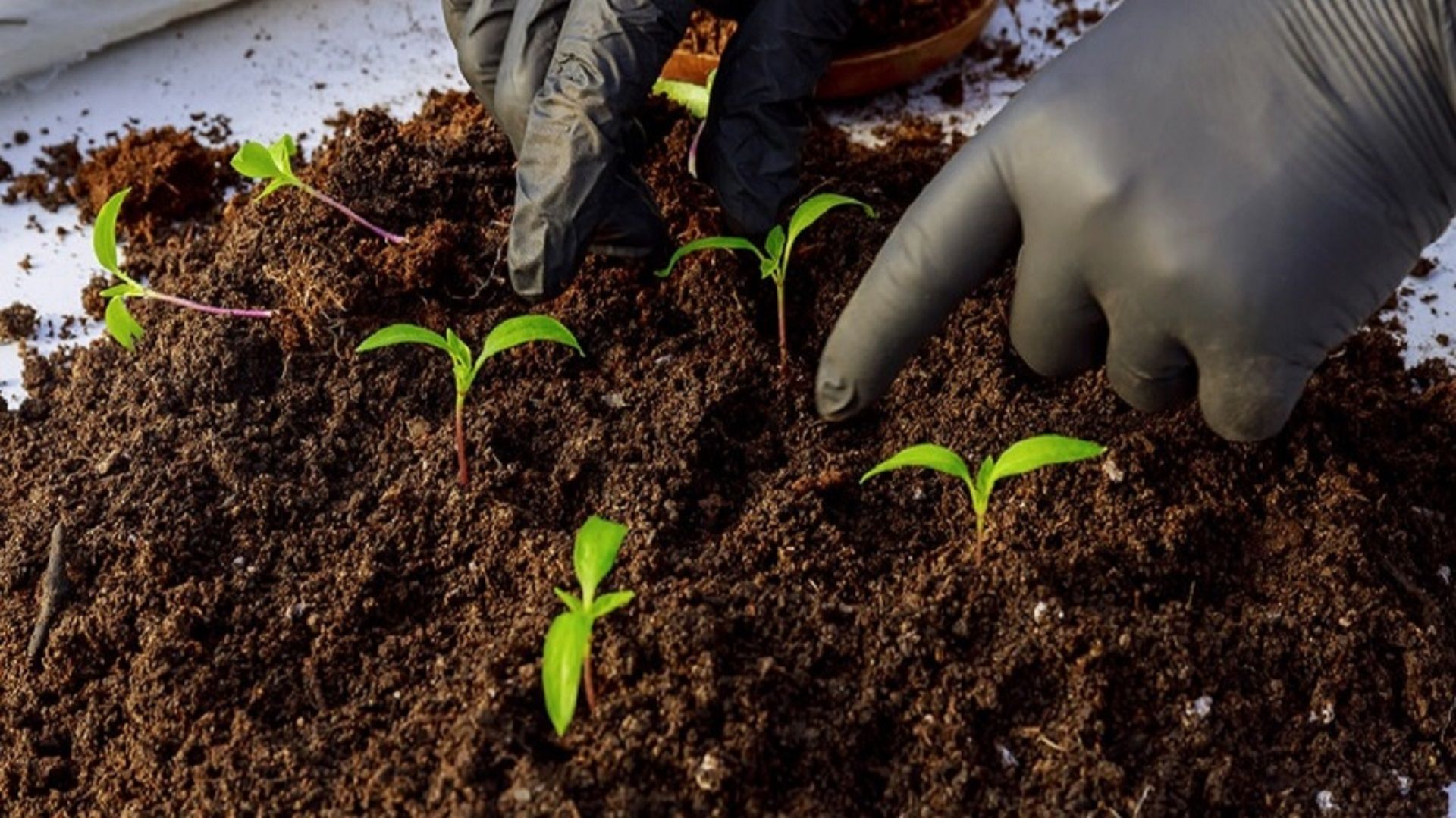 Лунный ПОСЕВНОЙ КАЛЕНДАРЬ НА ФЕВРАЛЬ 2026 года. Что посеять в феврале? смотреть онлайн