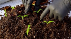 Лунный ПОСЕВНОЙ КАЛЕНДАРЬ НА ФЕВРАЛЬ 2026 года. Что посеять в феврале?