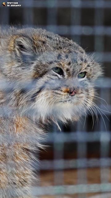 Манул Свэн подозрительно смотрит. Ленинградский зоопарк