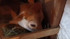 Погода на Урале/ Обзор коров и телят/ Наши новости из сарая.