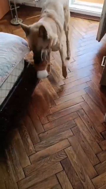 Последние минуты жизни львёнка👻🙈