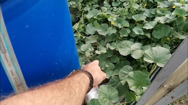 pomidom.ru Хуми Субак — Чёрный Рисовый Скороспелый Арбуз из Кореи