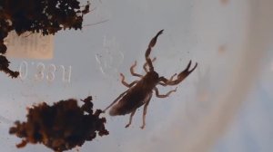 Скорпион. Пересадка