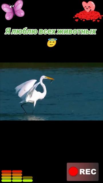 Я люблю всех животных😇 смотреть онлайн