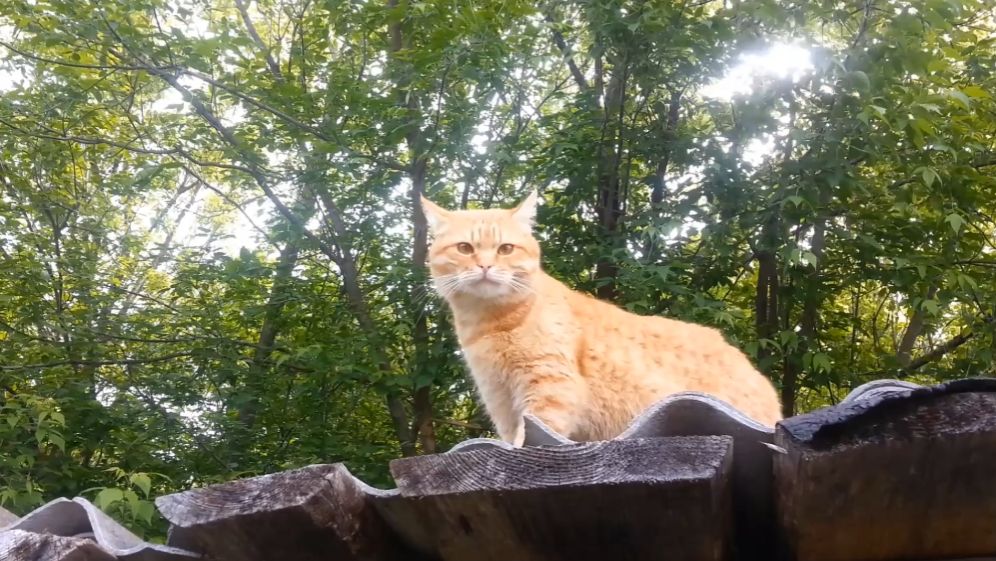 Мишутка смотреть онлайн