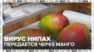 В соцсетях рассказали, что вирус Нипах может передаваться через манго - Москва 24