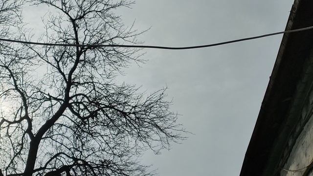небо и деревья.mp4 небо и деревья.mp4