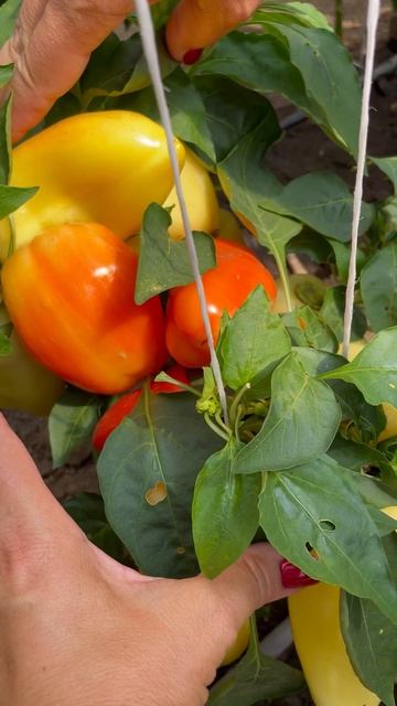 Перец „Зорька“: собираем урожай раньше всех.Необычайно ранний перец — раньше некуда.