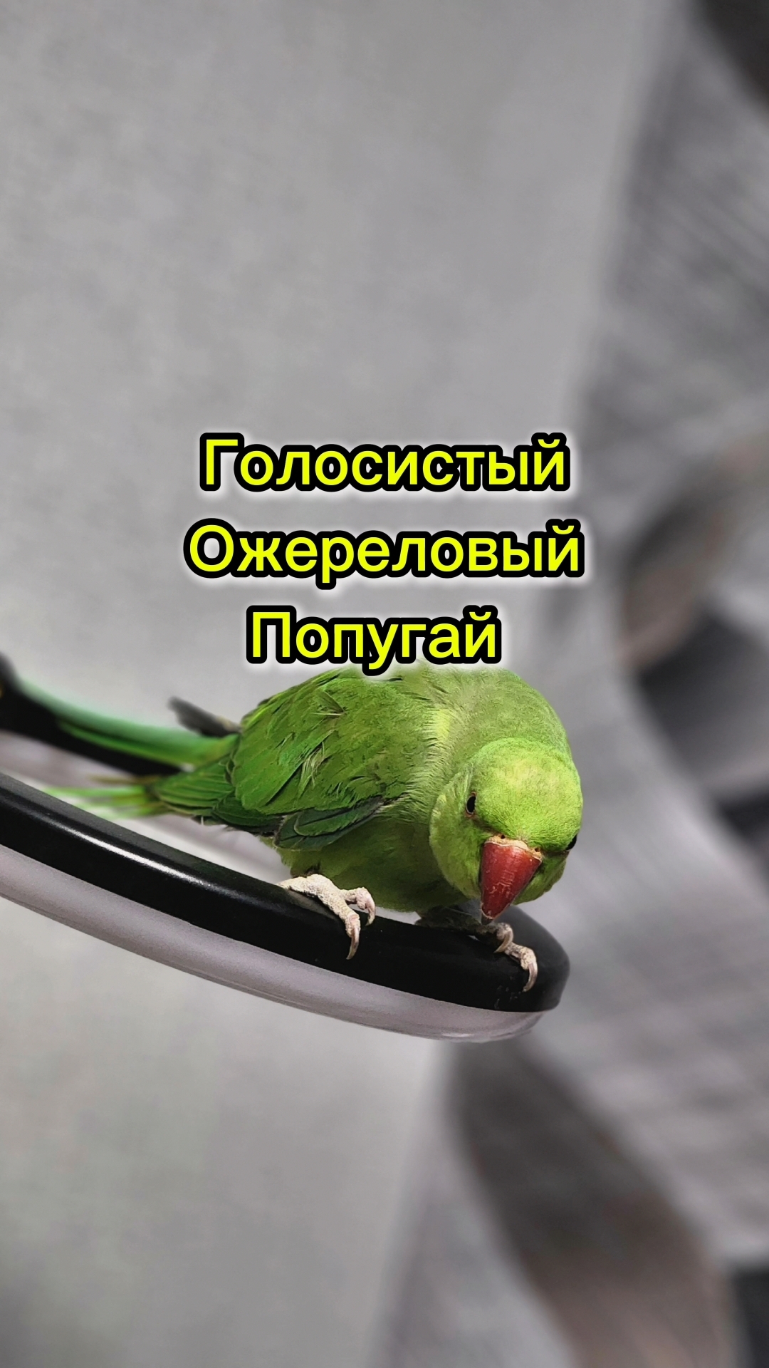 Пение птиц Ожерелового попугая Рики