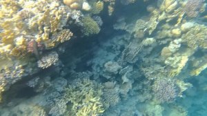 Подводный мир Египет Шарм эль шейх январь 2026.mp4