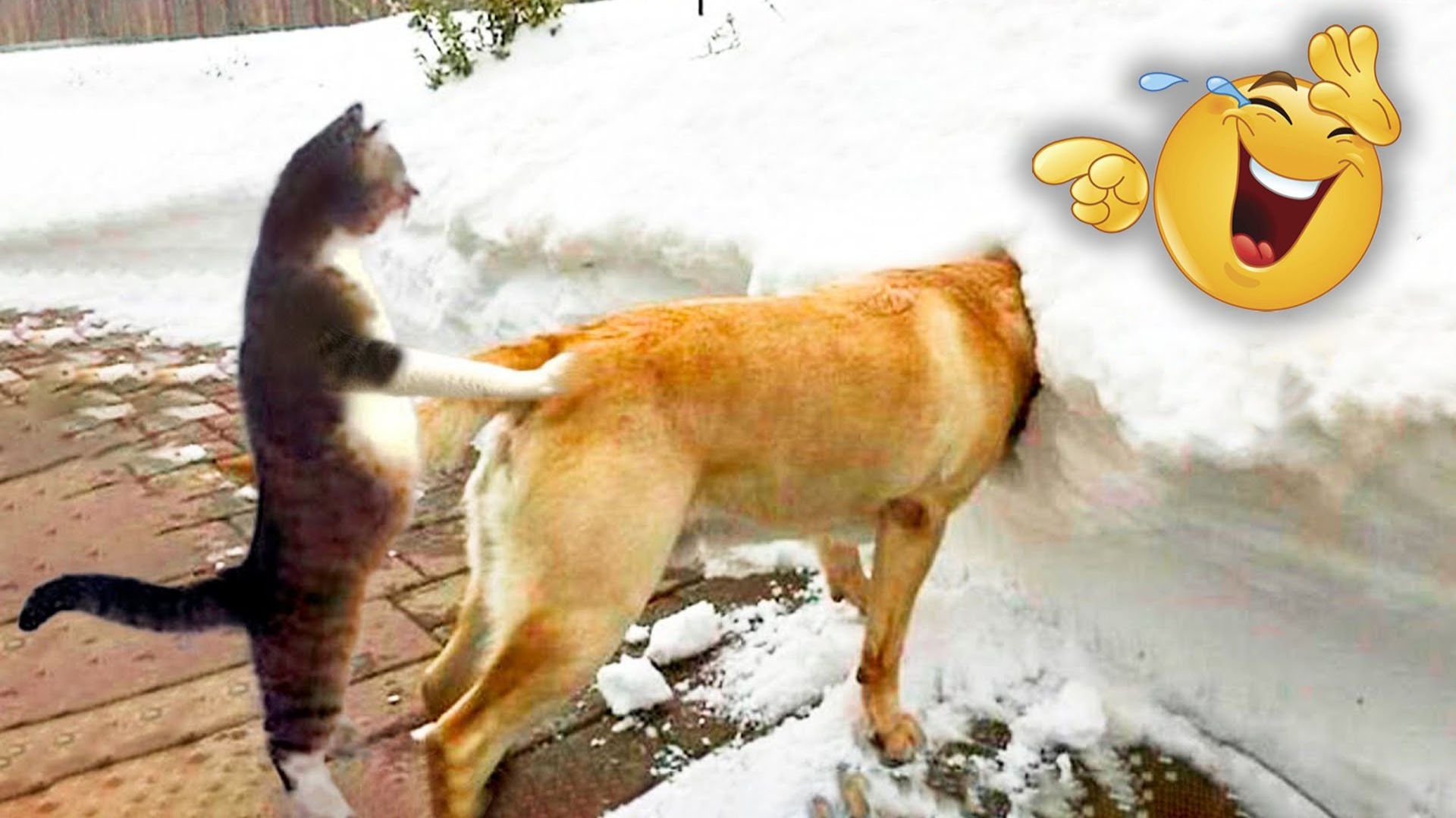 Смешные и забавные животные 😻😺 Лучшие приколы с животными 🐶 смотреть онлайн