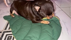 Хорошенькая лежаночка для хвостиков, еще и баллы за отзывы.