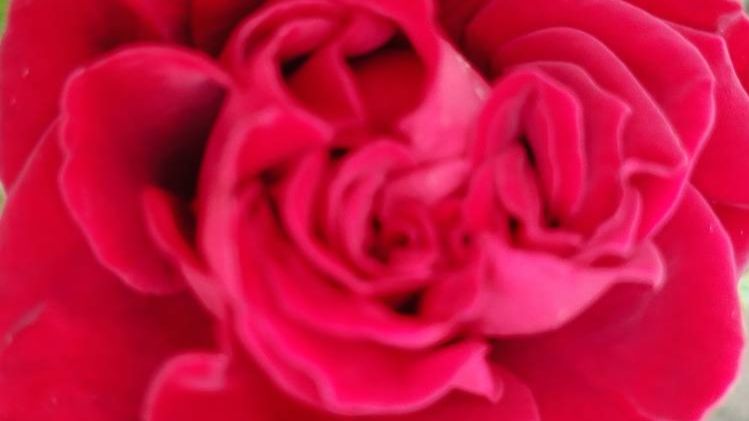 Розы. Красота и особенности. смотреть онлайн