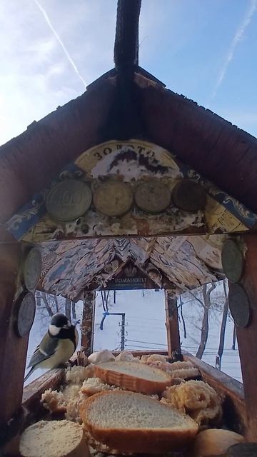 1000009441.mp4Жизнь кормушки.02.02.2026г.