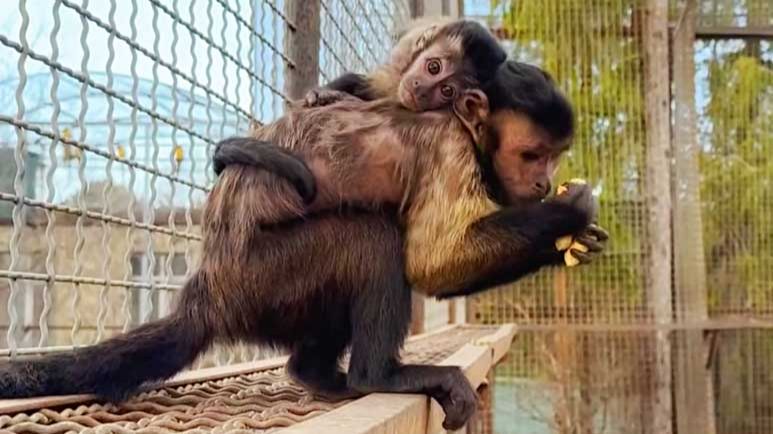 Это НЕ МАТЬ! Малыша Вакулу ТАСКАЕТ на себе НЯНЬКА! К кому успел, к тому на спину сел, пока мамы нет. смотреть онлайн