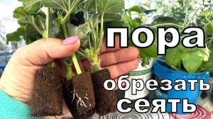 У вас пропадают пеларгонии зимой?Что сделать для их роста? Пробки это чудо. Новые посевы
