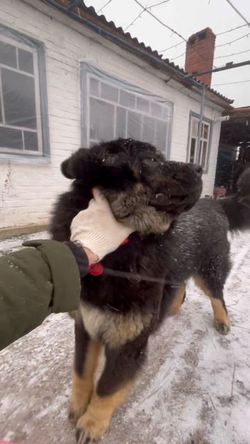 Тибетский мастиф.