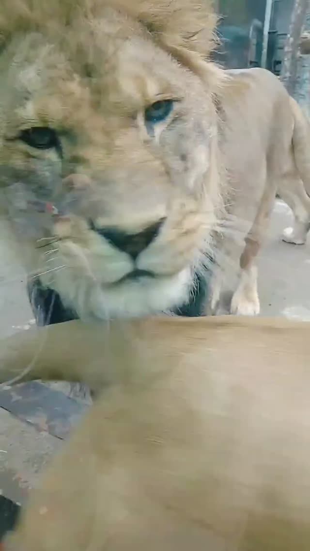 Турецкий фильм. Уйди женщина. Короля снимают