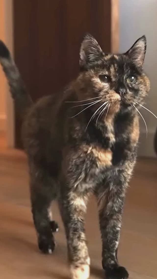 30 лет жизни! Кошка Флосси вошла в историю как старейшая из ныне живущих