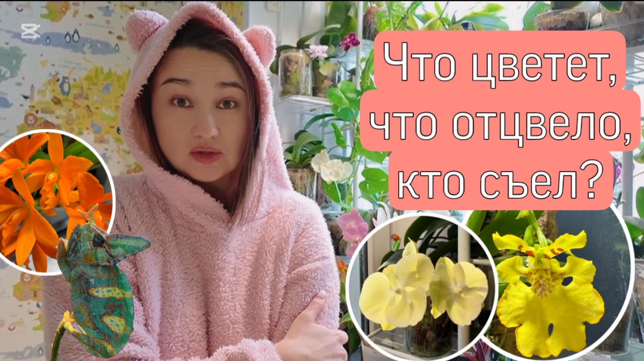 Мои бедолаги. Цветение орхидей фаленопсисов и не только смотреть онлайн