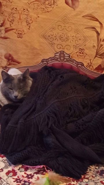 Кот Атос любит поспать в тепле! #shorts #котатос #животные #коты #кошачийсон смотреть онлайн