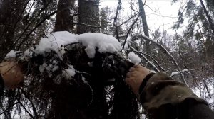 Охота на куницу. Снял один крайний капкан, попалась куничка(Будни охотника и рыбака)