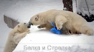 Медвежонок Стрелка, весело играя с канистрой забросила ее на сестренку, которая спала.