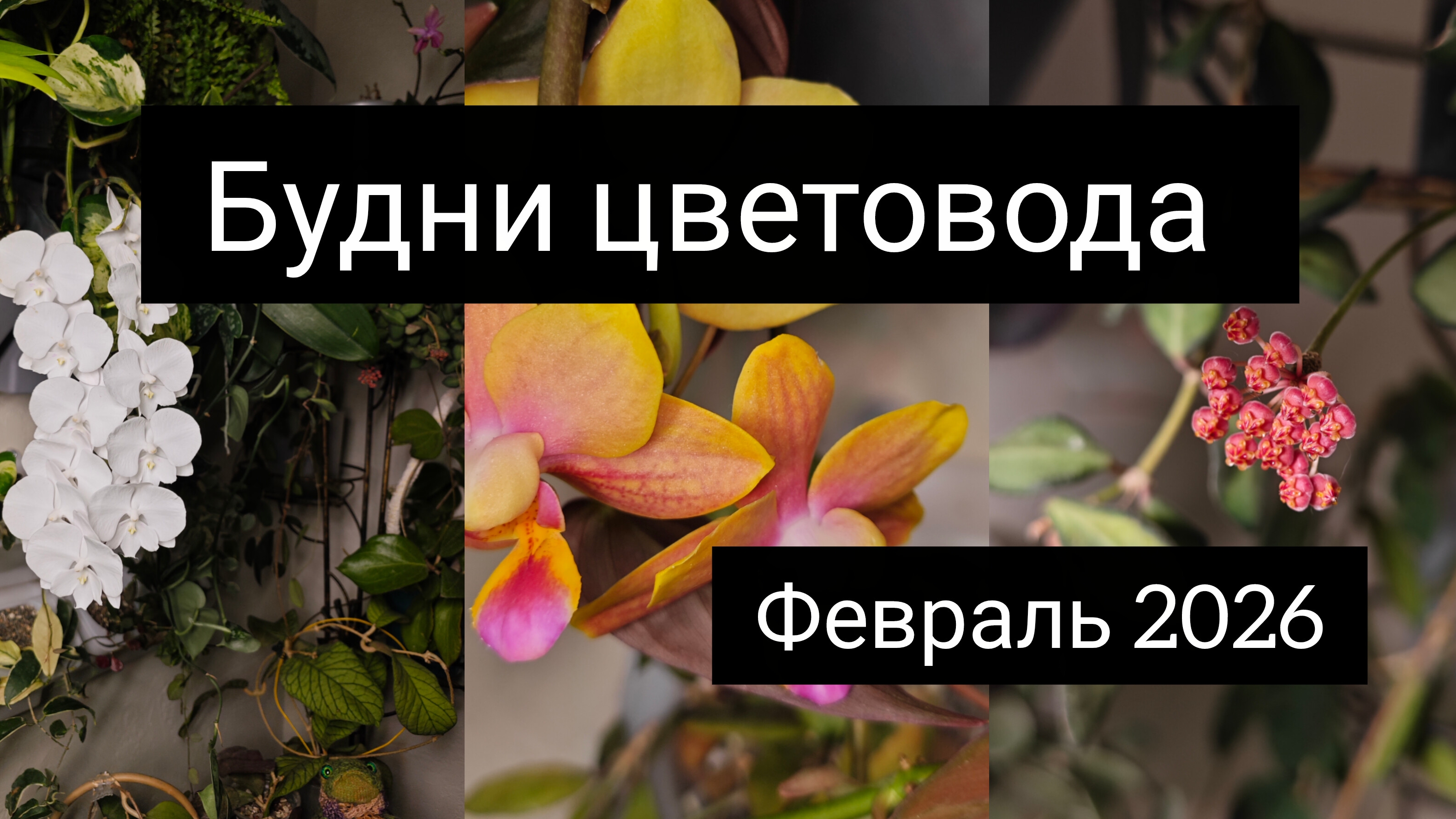 будни цветовода февраль 2026 будни цветовода февраль 2026