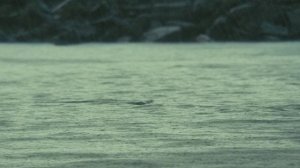 Океаны / Oceans Год выпуска: 2009