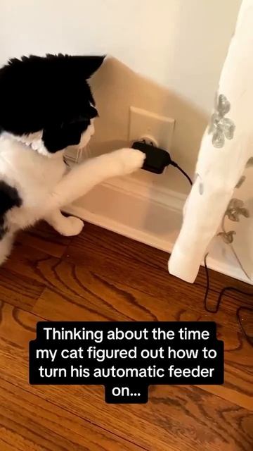 Умные котики