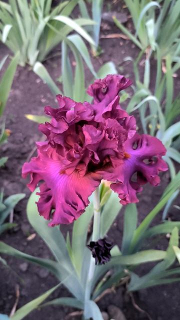 Ирис DASH OF BURGUNDY (B. Blyth, 2014).mp4