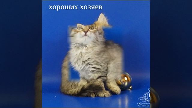 Слайд-шоу фото мальчик Ramses, 1,5 месяца