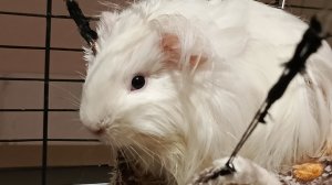 02-02-2026 Морская свинка трансляция