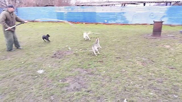 Щенки Дреда и Роси 2 месяца и 28 дней 01.02.2026г