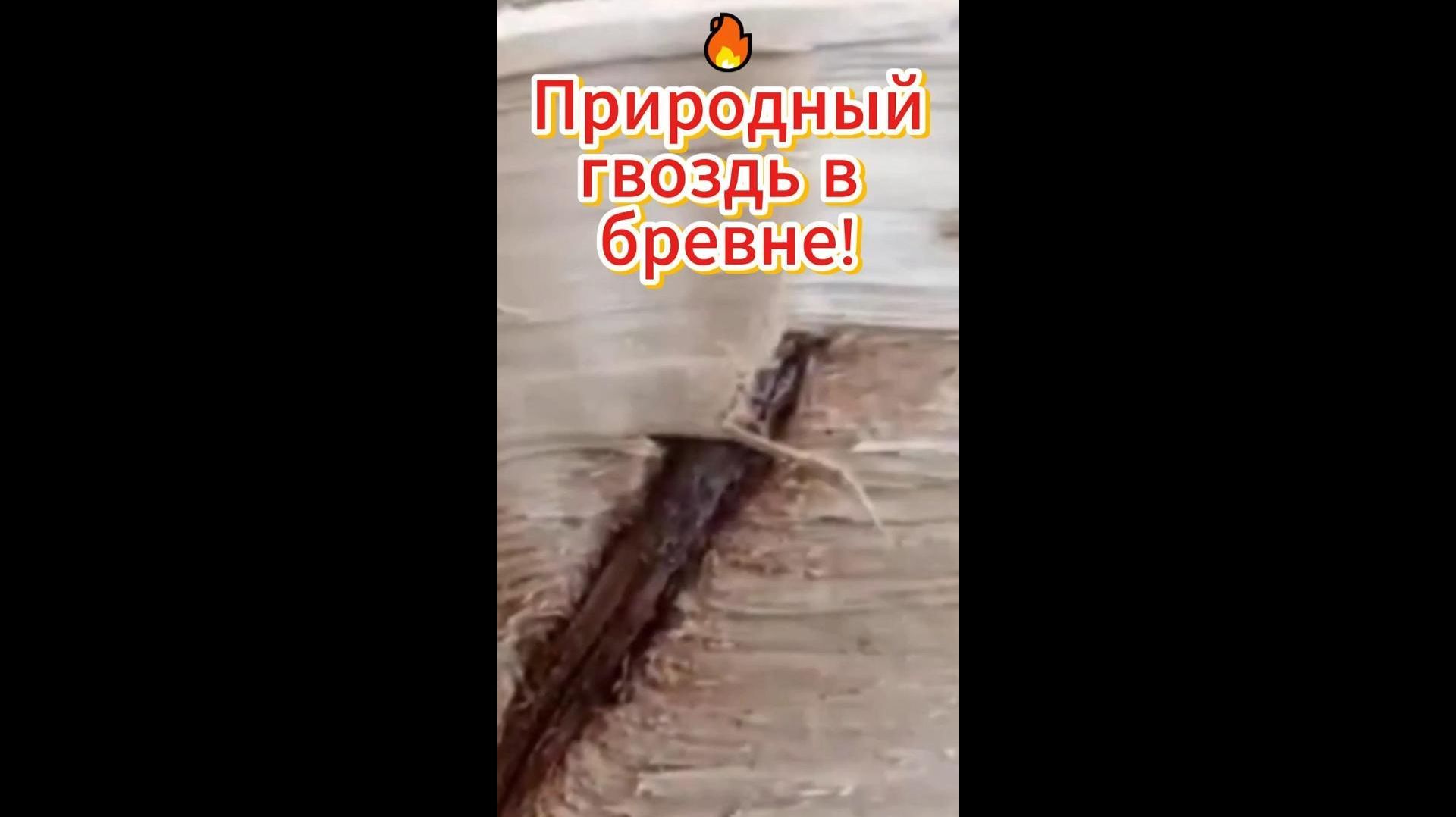 🔥 Природный гвоздь в бревне! 🔥 Природный гвоздь в бревне!