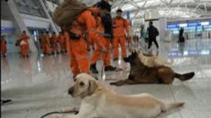 Камчатские спасатели сняли двух собак с дрейфующей льдины в бухте Раковой.