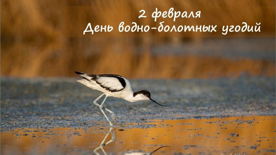 Празднуем День Водно-болотных угодий!