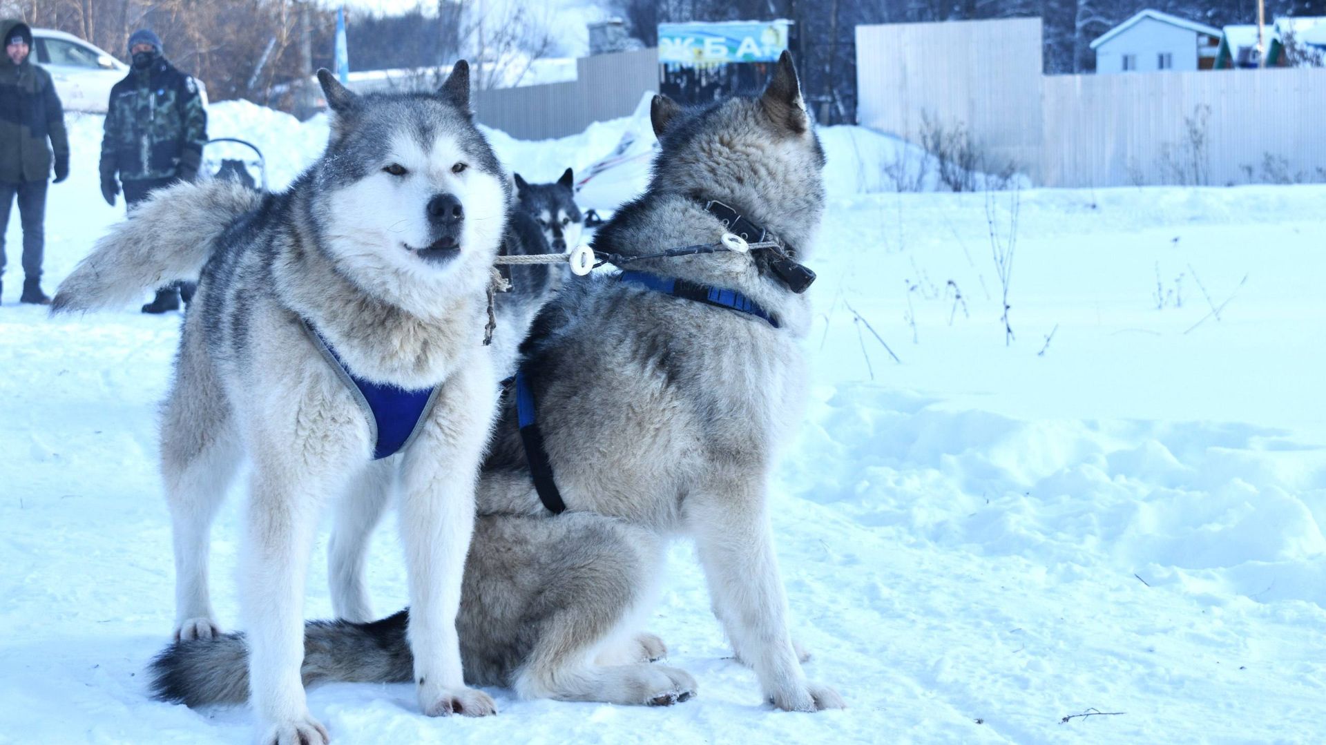 Хаски-тур, 25.01.2026 Хаски-тур, 25.01.2026