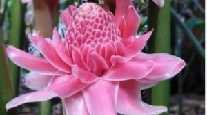 В магазине! 🌺ХОТЕЛИ купить эноки свежие! Не нашли! А вот Форель купили!🌸