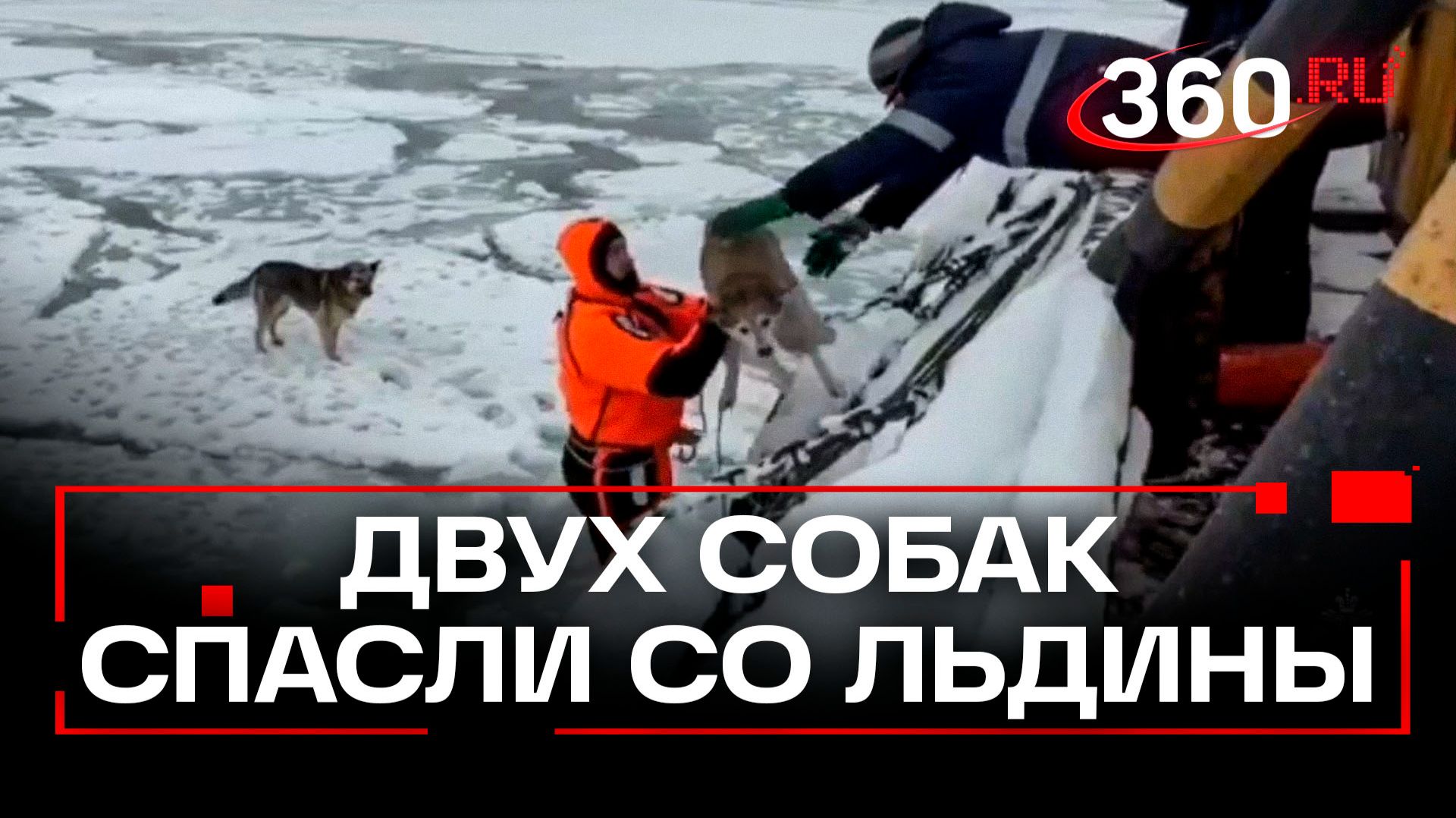 Операция спасения собак, застрявших на льдине на Камчатке. Кадры смотреть онлайн