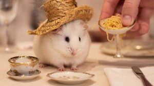 СМЕШНЫЕ ВИДЕО ПРО ЖИВОТНЫХ