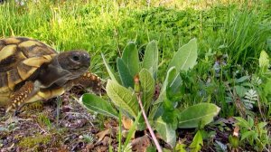 Вот такое чудо растёт у дороги...
