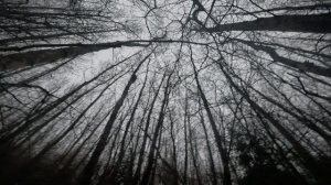 Охота на куницу.