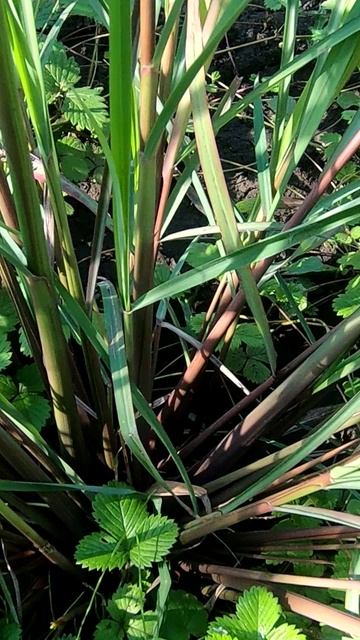 Лимонная трава или Лемонграсс. Трава со сладким лимонным запахом для тайской и азиатской кухни.