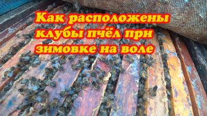 КАК НАХОДЯТЬСЯ КЛУБЫ ПЧЁЛ ЗИМУЮЩИХ НА ВОЛЕ, ПОЧЕМУ ВИДИМ И НЕ ВИДИМ ПЧЁЛ.